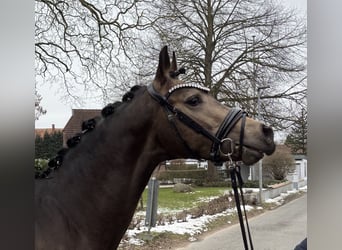 Niemiecki kuc wierzchowy, Ogier, 3 lat, 146 cm, Jelenia