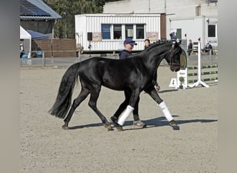 Niemiecki kuc wierzchowy, Ogier, 6 lat, 146 cm, Kara