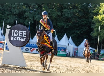 Niemiecki kuc wierzchowy, Ogier, 6 lat, 145 cm, Kasztanowata