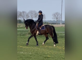 Niemiecki kuc wierzchowy, Ogier, 17 lat, 155 cm, Skarogniada