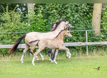Niemiecki kuc wierzchowy, Ogier, Źrebak (05/2025), 145 cm