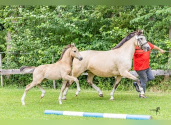 Niemiecki kuc wierzchowy, Ogier, Źrebak (05/2025), 145 cm