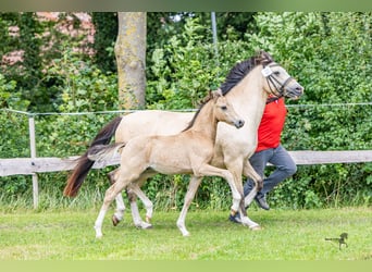 Niemiecki kuc wierzchowy, Ogier, Źrebak (05/2025), 145 cm