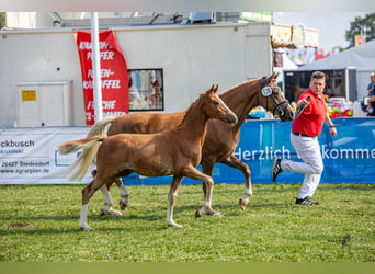 Niemiecki kuc wierzchowy, Ogier, Źrebak (04/2023), 146 cm, Kasztanowata