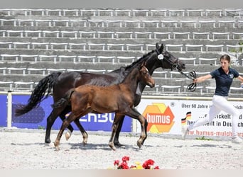 Niemiecki kuc wierzchowy, Ogier, , 147 cm, Ciemnogniada