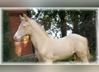 Niemiecki kuc wierzchowy, Ogier, Źrebak (06/2023), 147 cm, Cremello