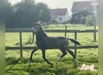 Niemiecki kuc wierzchowy, Ogier, Źrebak (04/2024), 147 cm, Jelenia