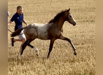 Niemiecki kuc wierzchowy, Ogier, Źrebak (04/2024), 147 cm, Jelenia