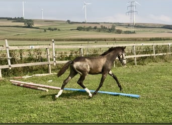 Niemiecki kuc wierzchowy, Ogier, Źrebak (04/2024), 147 cm, Jelenia