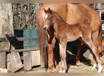 Niemiecki kuc wierzchowy, Ogier, , 148 cm, Gniada