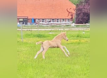 Niemiecki kuc wierzchowy, Ogier, Źrebak (05/2023), 148 cm, Izabelowata