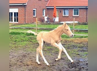Niemiecki kuc wierzchowy, Ogier, Źrebak (05/2023), 148 cm, Izabelowata
