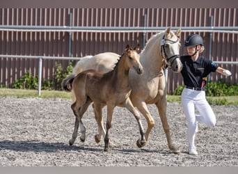 Niemiecki kuc wierzchowy, Ogier, Źrebak (04/2026), 148 cm, Jelenia