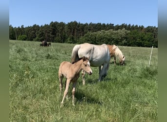 Niemiecki kuc wierzchowy, Ogier, Źrebak (05/2023), 148 cm, Jelenia