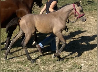 Niemiecki kuc wierzchowy, Ogier, Źrebak (05/2026), 148 cm, Siwa