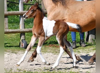 Niemiecki kuc wierzchowy, Ogier, , 148 cm, Tobiano wszelkich maści