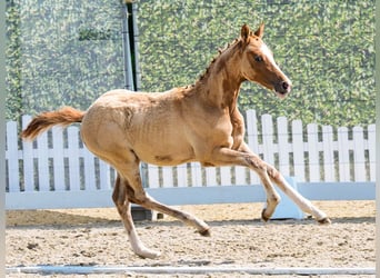 Niemiecki kuc wierzchowy, Ogier, Źrebak (03/2026), Bułana