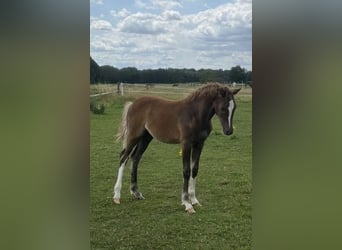Niemiecki kuc wierzchowy, Ogier, Źrebak (03/2025), Ciemnokasztanowata