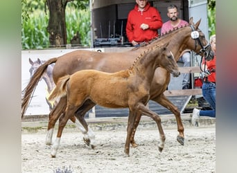Niemiecki kuc wierzchowy, Ogier, Źrebak (03/2025), Ciemnokasztanowata