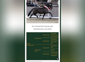 Niemiecki kuc wierzchowy, Ogier, Źrebak (01/2025), Ciemnokasztanowata