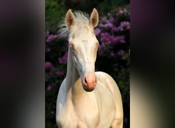 Niemiecki kuc wierzchowy, Ogier, Źrebak (03/2026), Cremello