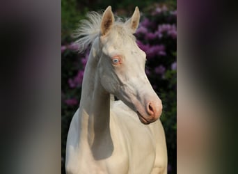 Niemiecki kuc wierzchowy, Ogier, Źrebak (03/2026), Cremello