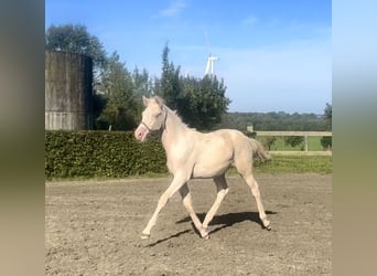 Niemiecki kuc wierzchowy, Ogier, Źrebak (05/2023), Cremello