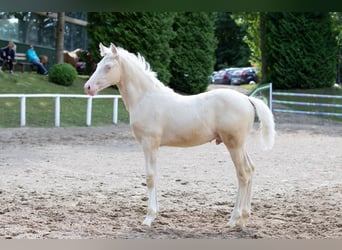 Niemiecki kuc wierzchowy, Ogier, Źrebak (05/2023), Cremello