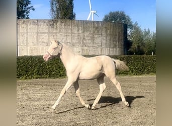 Niemiecki kuc wierzchowy, Ogier, Źrebak (05/2023), Cremello