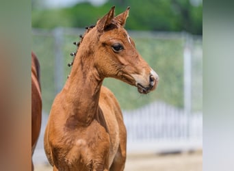 Niemiecki kuc wierzchowy, Ogier, Źrebak (04/2026), Gniada