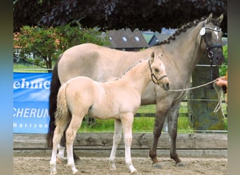 Niemiecki kuc wierzchowy, Ogier, Źrebak (04/2024), Jelenia