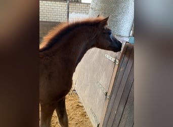 Niemiecki kuc wierzchowy, Ogier, Źrebak (04/2026), Kasztanowata