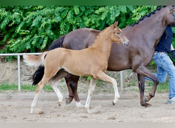 Niemiecki kuc wierzchowy, Ogier, Źrebak (04/2026), Kasztanowata