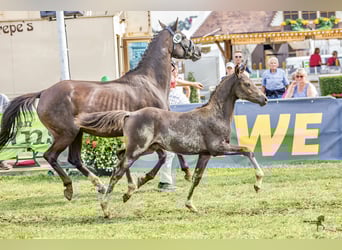 Niemiecki kuc wierzchowy, Ogier, Źrebak (05/2023)