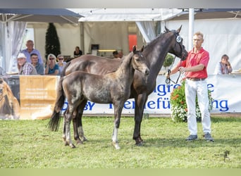 Niemiecki kuc wierzchowy, Ogier, Źrebak (05/2023)