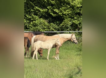 Niemiecki kuc wierzchowy, Ogier, Źrebak (03/2026), Perlino