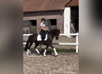 Niemiecki kuc wierzchowy, Wałach, 10 lat, 146 cm, Kara