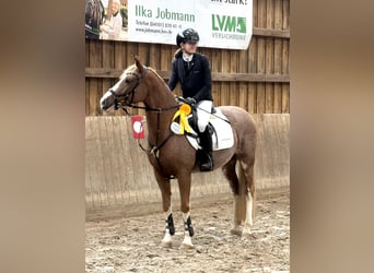 Niemiecki kuc wierzchowy, Wałach, 10 lat, 147 cm, Kasztanowata