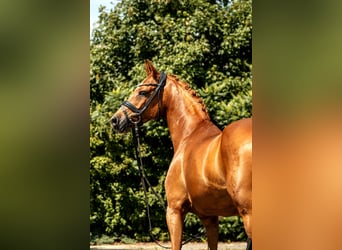 Niemiecki kuc wierzchowy, Wałach, 10 lat, 148 cm, Kasztanowata
