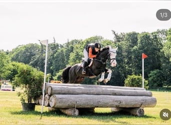 Niemiecki kuc wierzchowy, Wałach, 10 lat, 149 cm, Skarogniada