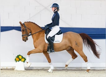 Niemiecki kuc wierzchowy, Wałach, 10 lat, 150 cm, Kasztanowata
