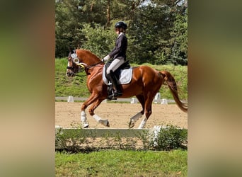 Niemiecki kuc wierzchowy, Wałach, 11 lat, 147 cm, Kasztanowata