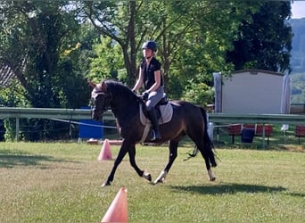 Niemiecki kuc wierzchowy, Wałach, 11 lat, 147 cm, Skarogniada