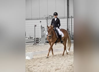 Niemiecki kuc wierzchowy, Wałach, 11 lat, 148 cm, Ciemnokasztanowata
