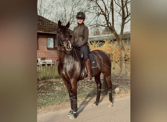 Niemiecki kuc wierzchowy, Wałach, 11 lat, 149 cm, Kara
