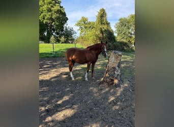 Niemiecki kuc wierzchowy, Wałach, 11 lat, 150 cm, Kasztanowata