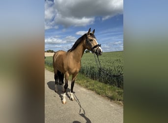 Niemiecki kuc wierzchowy, Wałach, 12 lat, 140 cm, Bułana