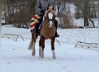 Niemiecki kuc wierzchowy, Wałach, 12 lat, 143 cm, Kasztanowata