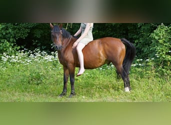 Niemiecki kuc wierzchowy, Wałach, 12 lat, 147 cm, Ciemnogniada