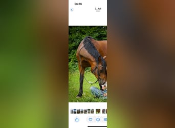 Niemiecki kuc wierzchowy, Wałach, 12 lat, 147 cm, Ciemnogniada